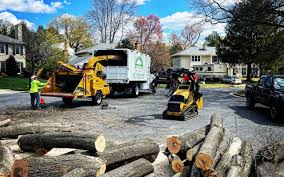 Best Tree Risk Assessment  in Sloan, IA