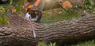 Professional  Tree Services in Sloan, IA