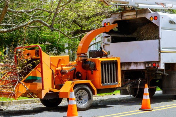 Why Choose Our Tree Removal Services in Sloan, IA?