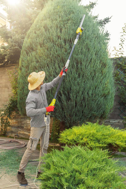 Best Lawn Dethatching  in Sloan, IA